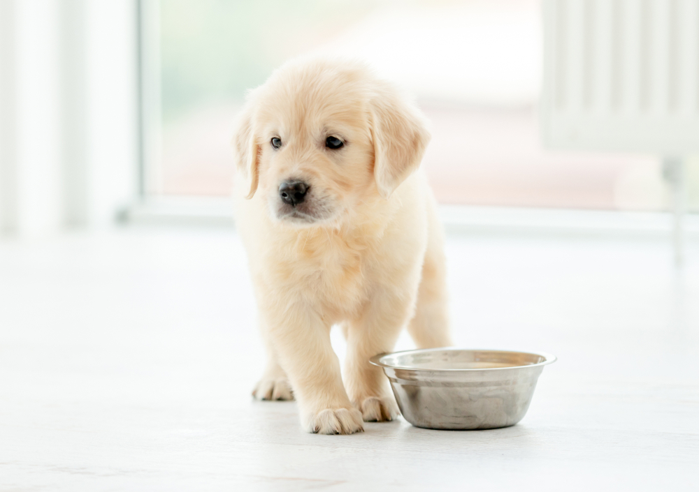 How To Encourage Your Puppy to Eat - Petland Texas