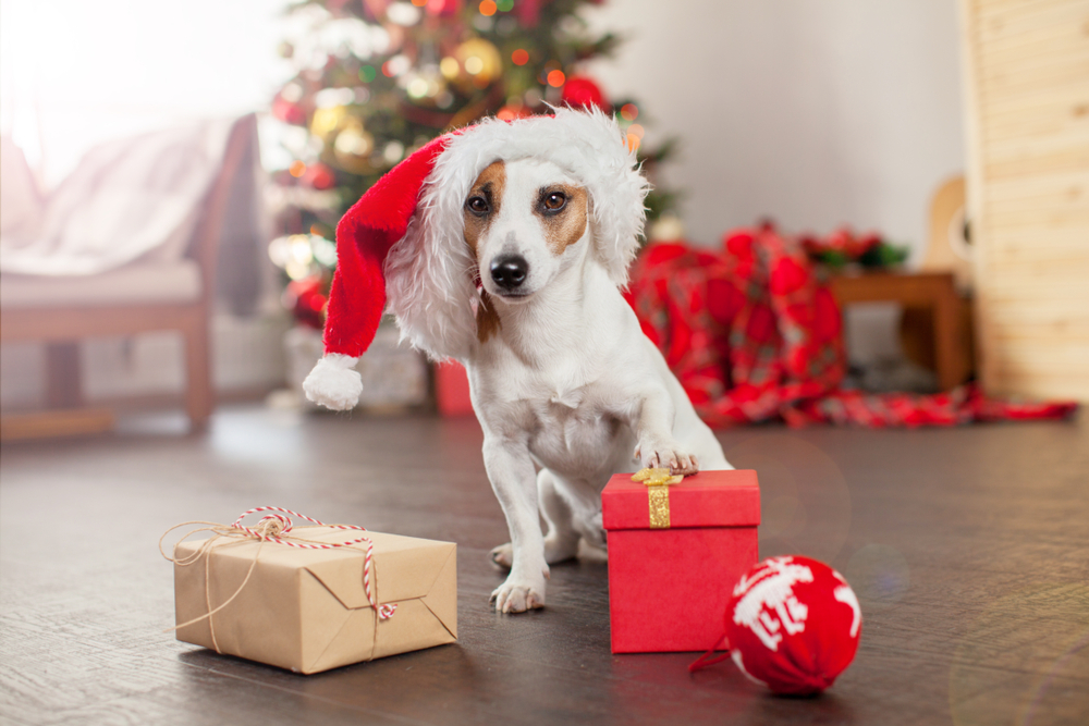 https://www.petlandtexas.com/wp-content/uploads/2019/12/Petland_Texas_Christmas_Gift_Puppy.jpg