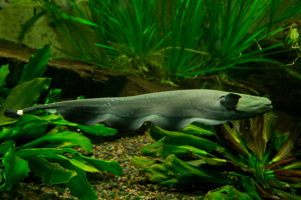 Gambar Petland Texas tentang Black Ghost Knifefish di akuarium air tawar.