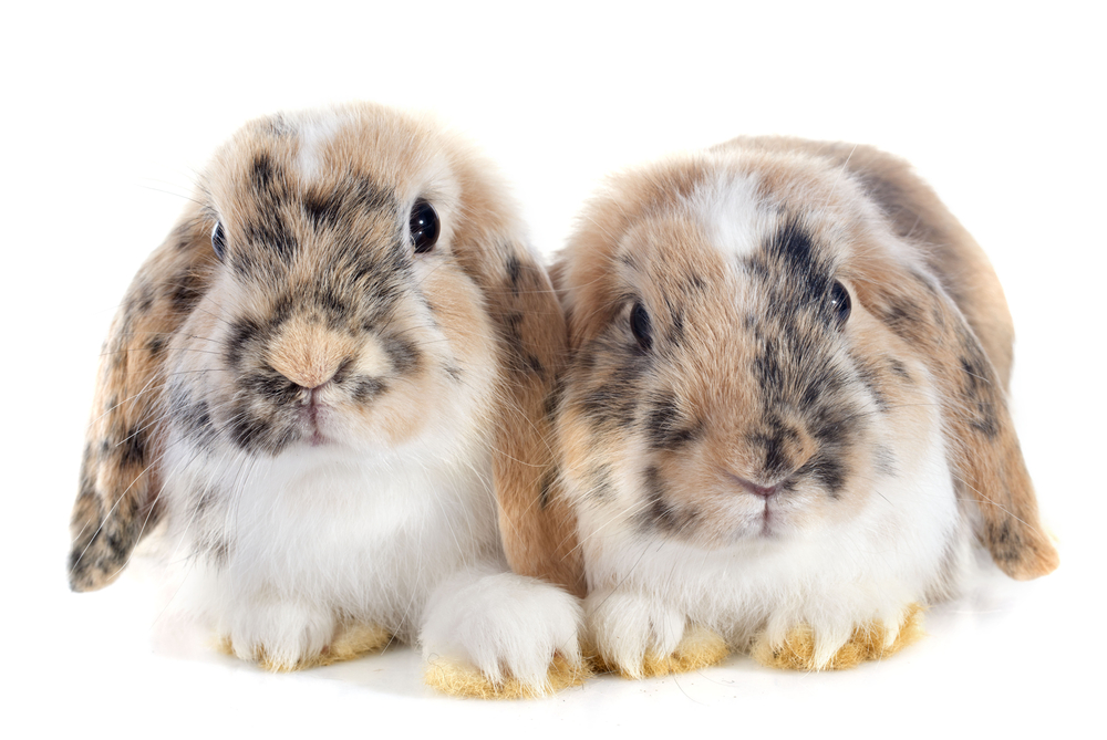 Petland Texas picture of two English Lop rabbits sitting in front of white background.
