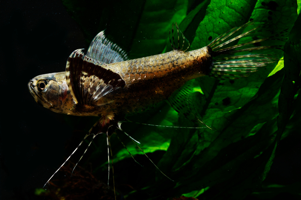 7 Exotic Freshwater Fish To Keep At Home - Petland Texas