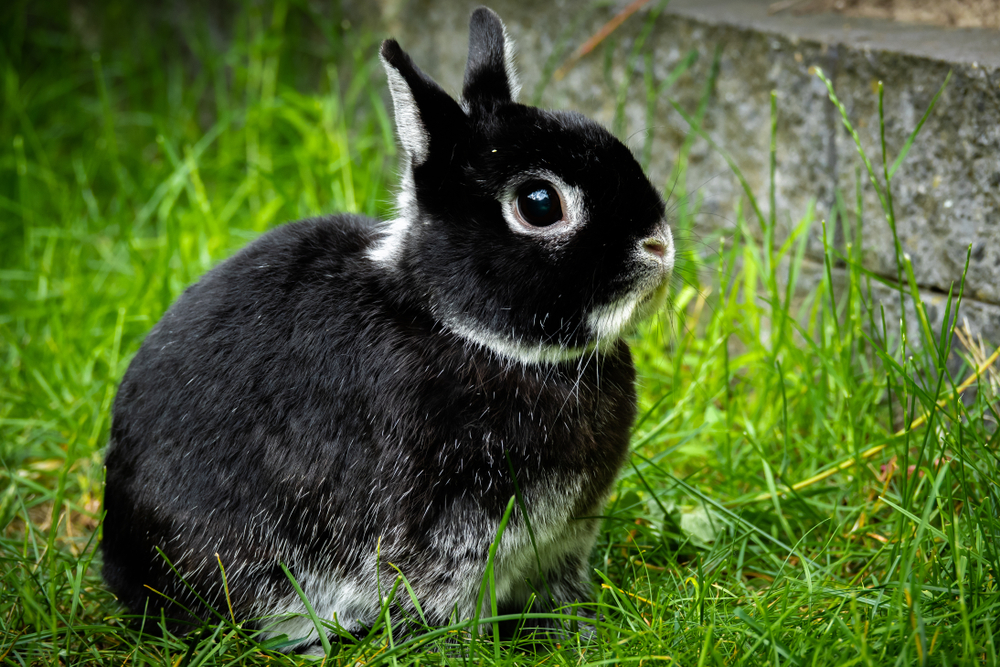Petland Texas picture of an adorable black Netherland Dwarf rabbit sitting on grass.