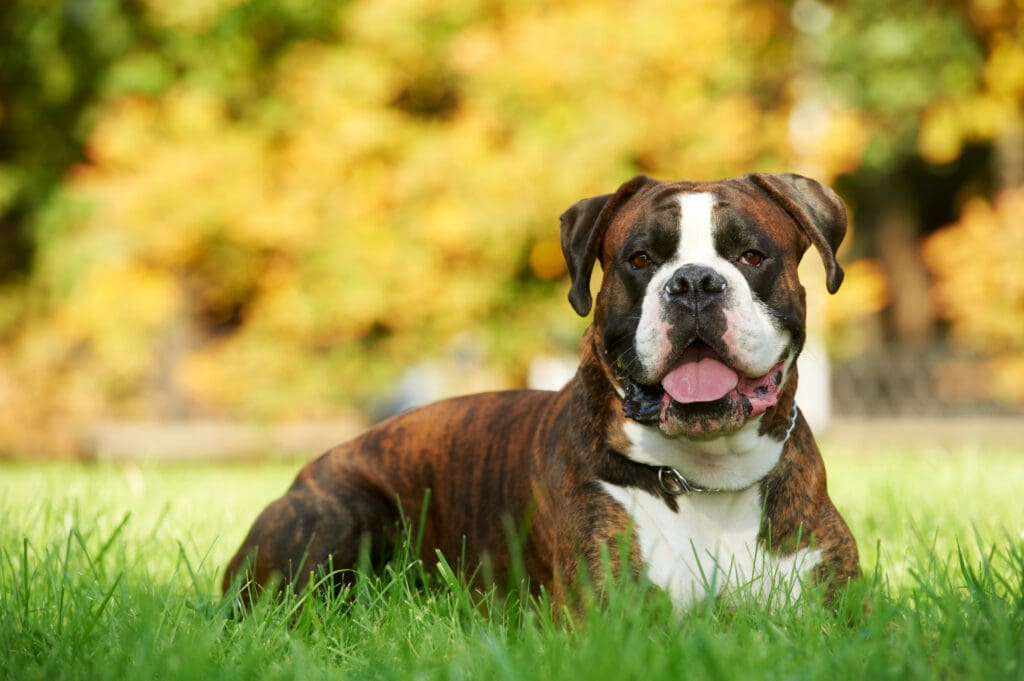 Petland Texas picture of Boxer dog sitting on a grassy field and staring at the camera.