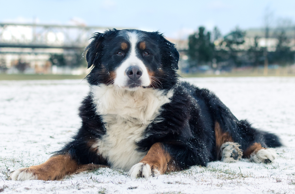 Petland Texas picture of Bernese Mountain Dog laying in the snow.