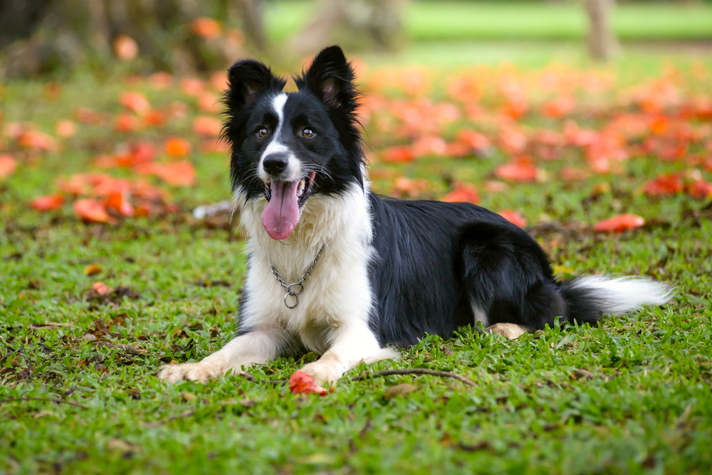 Petland Texas picture of Border Collie dog laying down on a grassy field.
