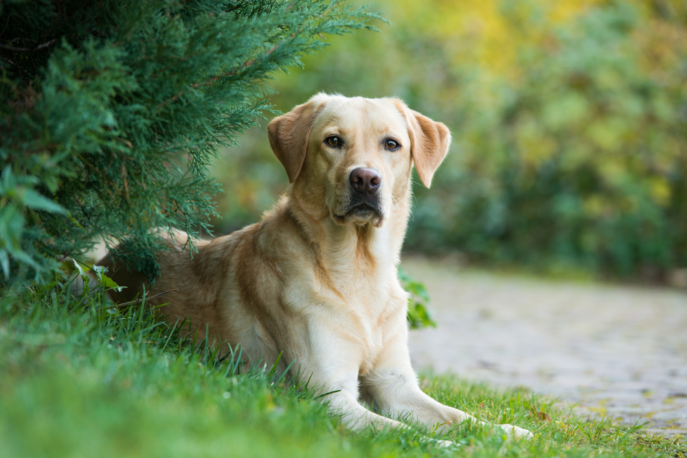 Petland Texas picture of Labrador Retriever dog sitting in a field under a tree.