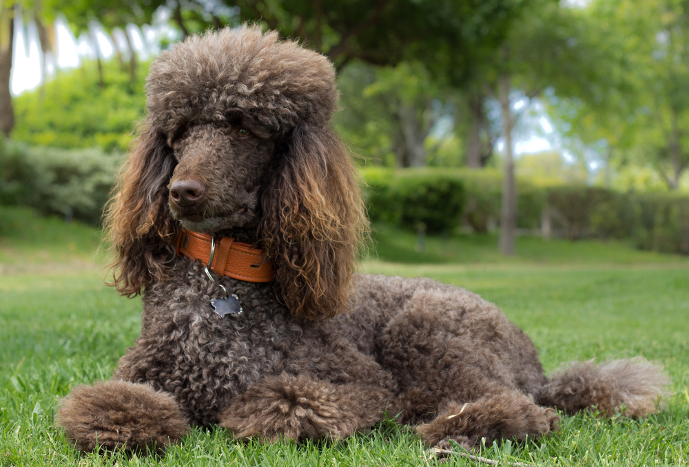Petland Texas picture of a Standard Poodle laying in the grass.