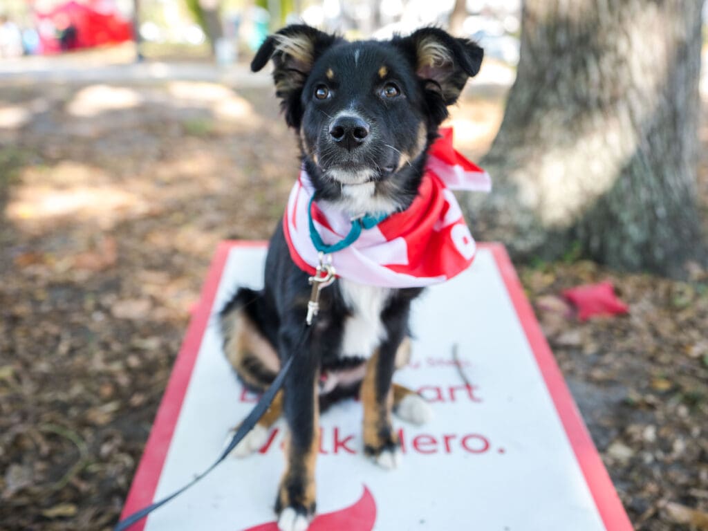 Petland Texas picture of cute dog sitting on poster for the 2020 Suncoast Heart Walk.