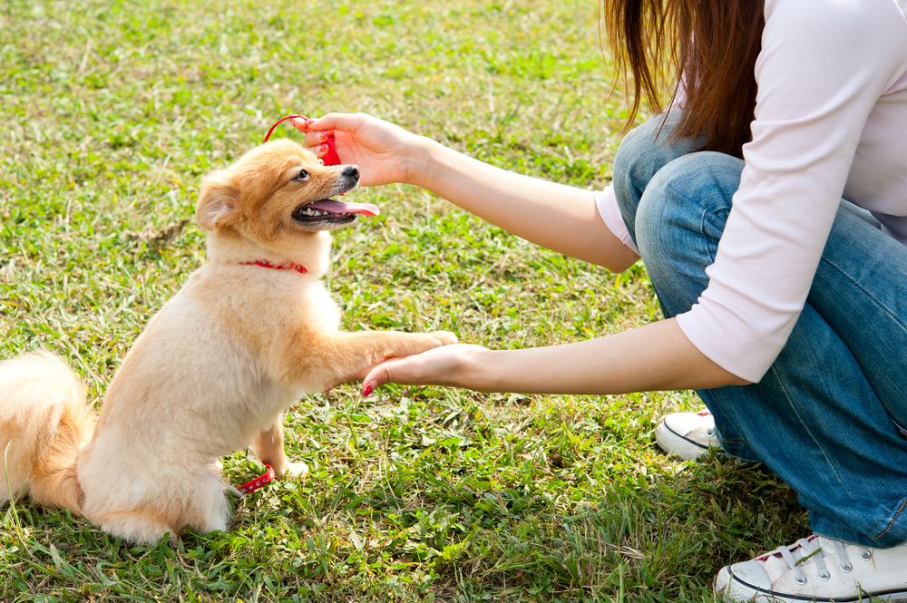 5 Fun Games You Can Play With Your Puppy - Petland Texas