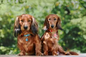 Top 5 Reasons Why Your Pet Needs an ID Tag