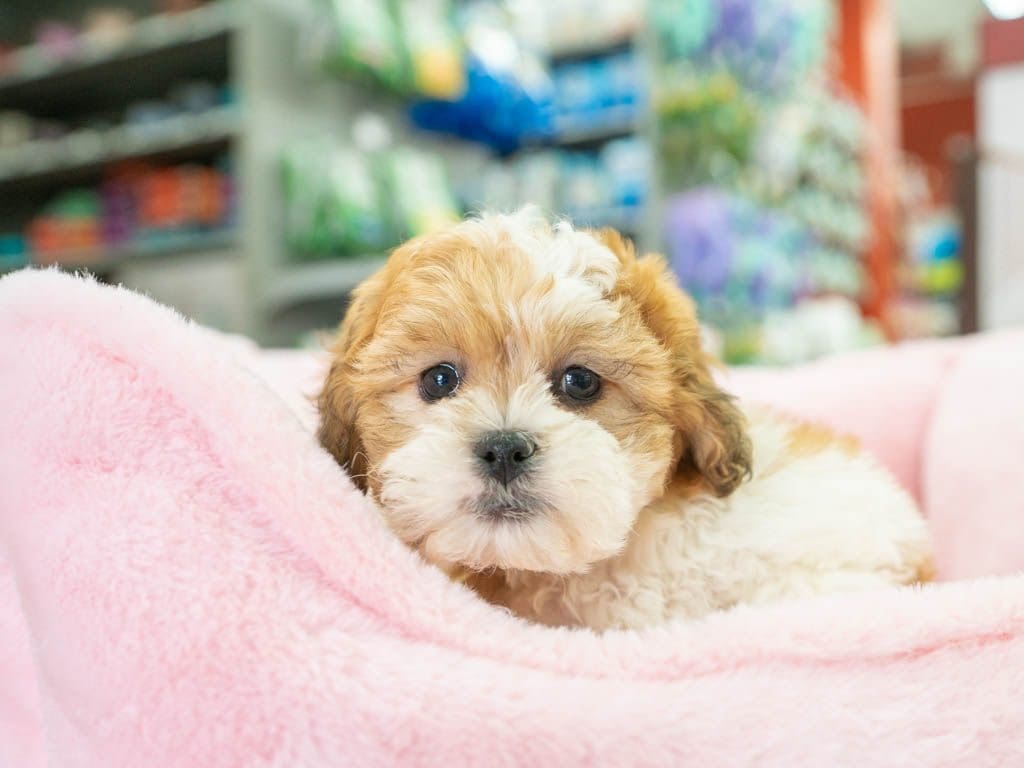 Petland Texas picture of a cute Teddy Bear puppy you'll forever love sitting on a pink bed.