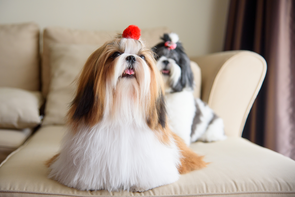 Petland Texas picture of two cute Shih Tzu dogs sitting on the sofa.
