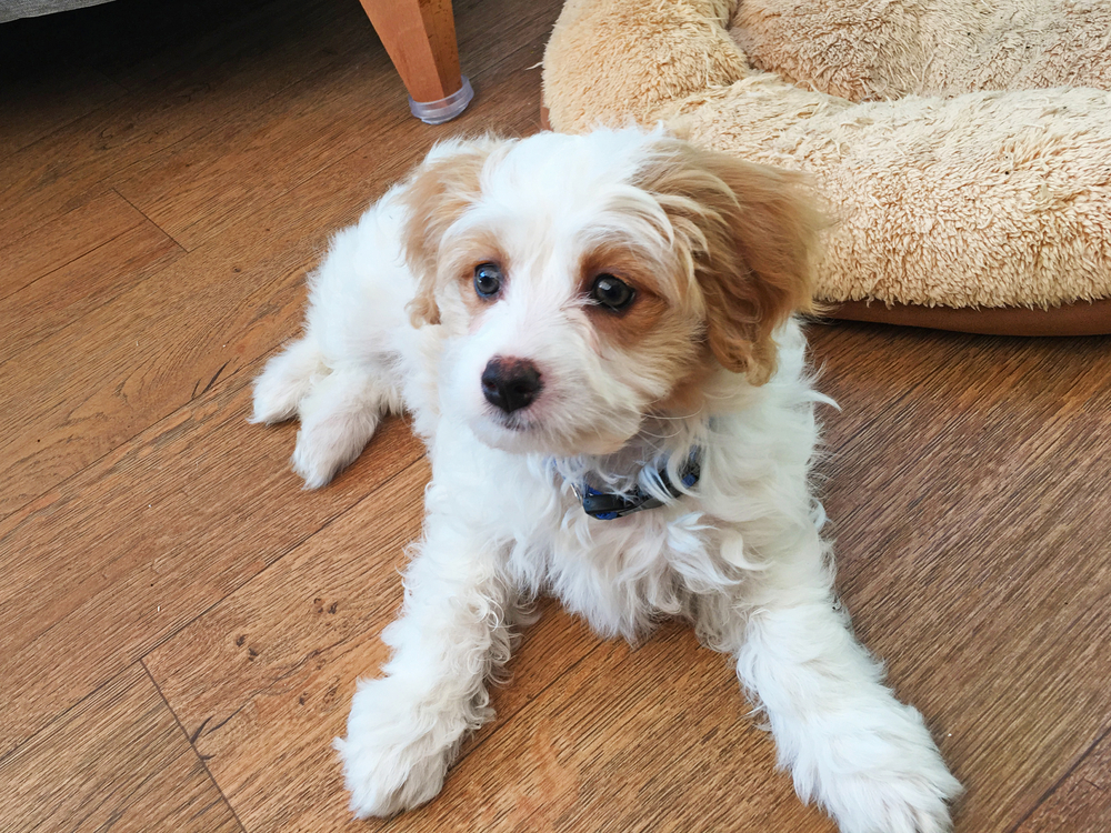 cute Cavachon puppy sitting on the floor and with a doggy bed behind it.