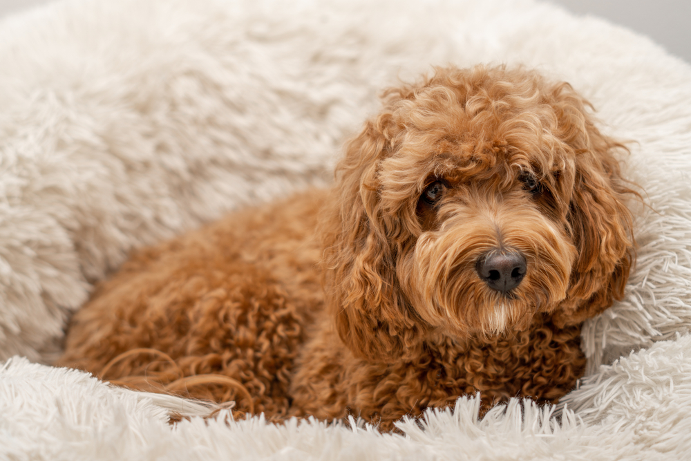 adorable Cavapoo puppy sitting on their doggy bed.