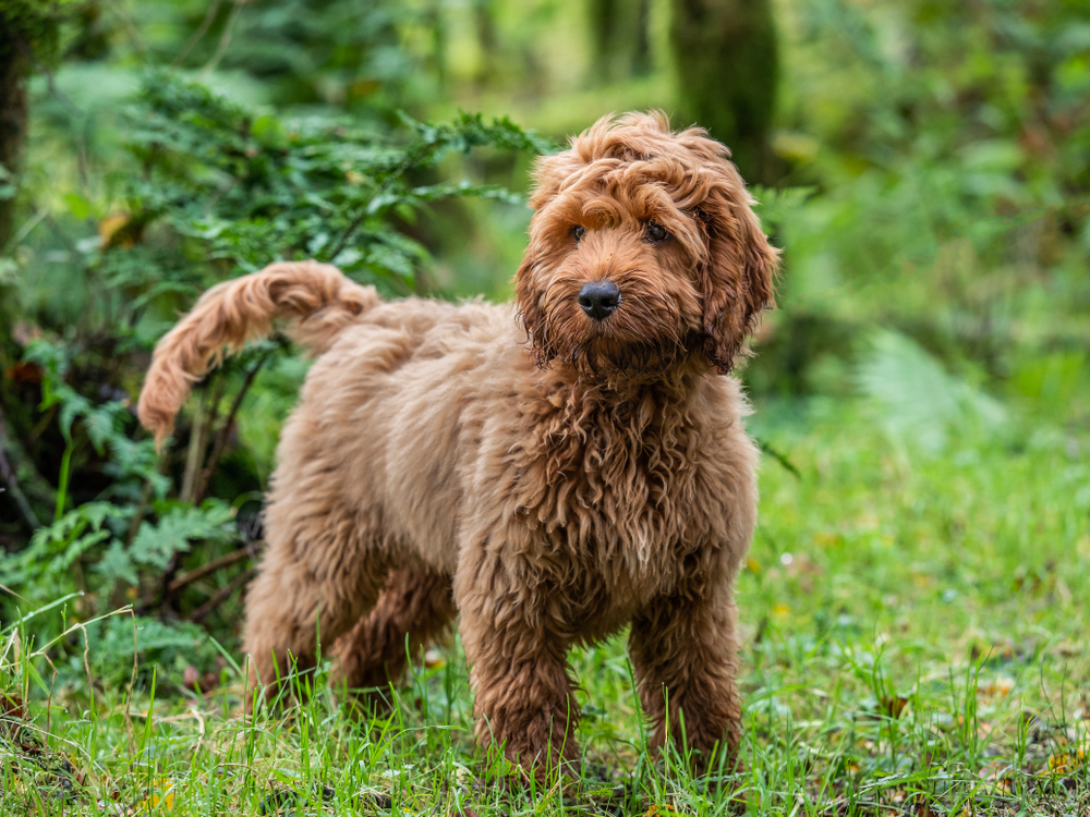 Adorable Cockapoo puppy standing in a large forest. 