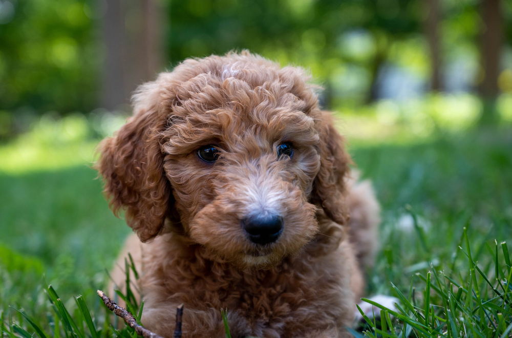 a cute Goldendoodle puppy sitting on a grassy field.