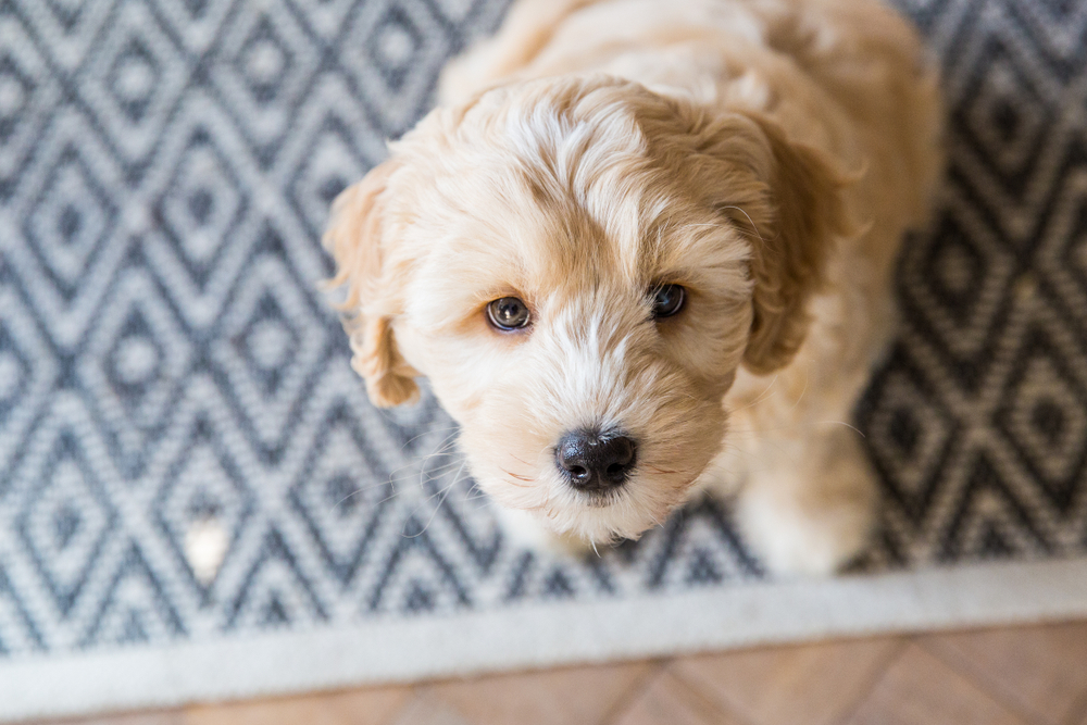 a cute and fluffy Labradoodle puppy sitting on a rug and looking up at the camera. 