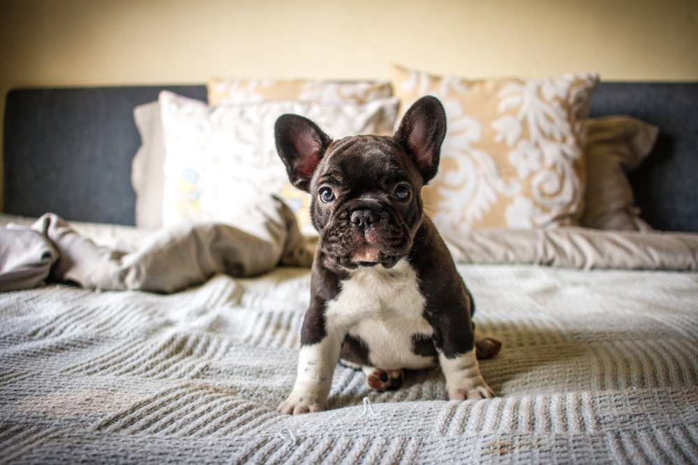 black and white colored French Bulldog sitting on a bed for Petland Texas.