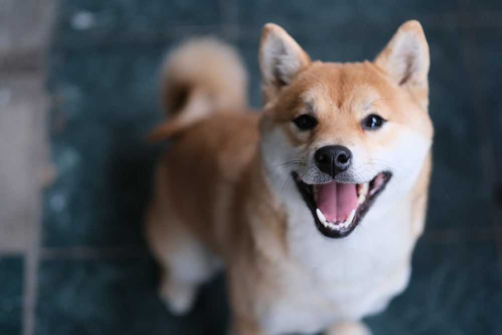Happy Shiba Inu puppy looking up at the camera for Petland Texas. 