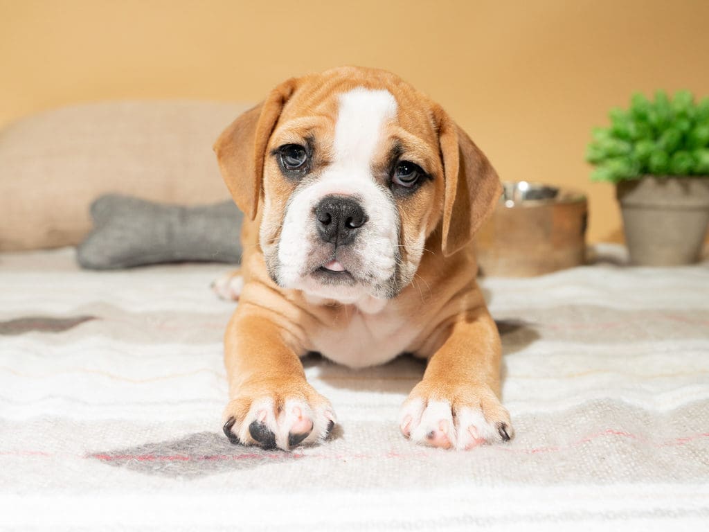 Beabull puppy you'll forever love looking at the camera while sitting a rug.
