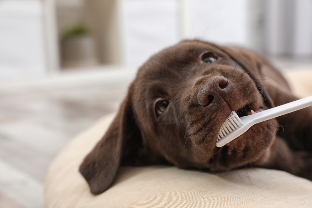 do dogs eat their puppy teeth
