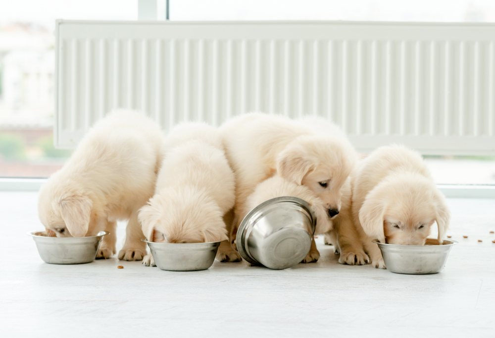 Golden Retriever puppies eat food from their dog bowls.
