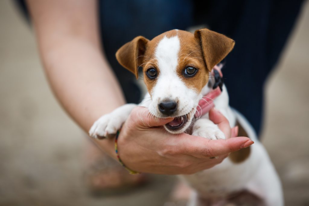 A cute Jack Russell Terrier puppy play bites the fingers of its owner.
