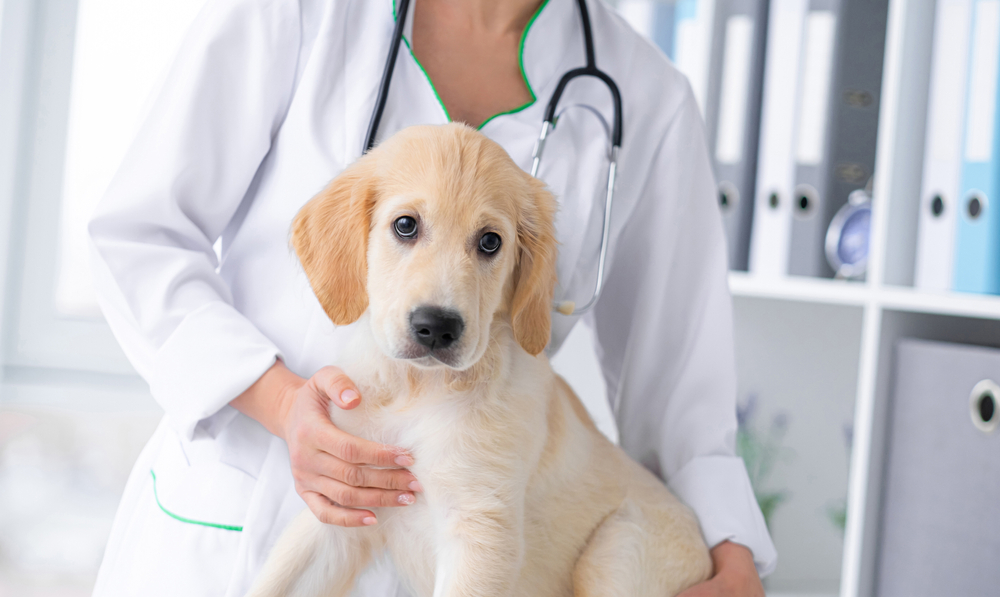 When Do Puppies Need to Be Dewormed? - Petland Texas
