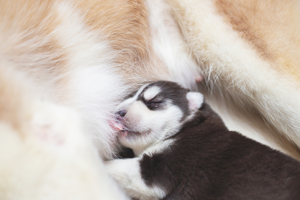 A newborn Siberian Husky puppy drinks its mother's milk.

