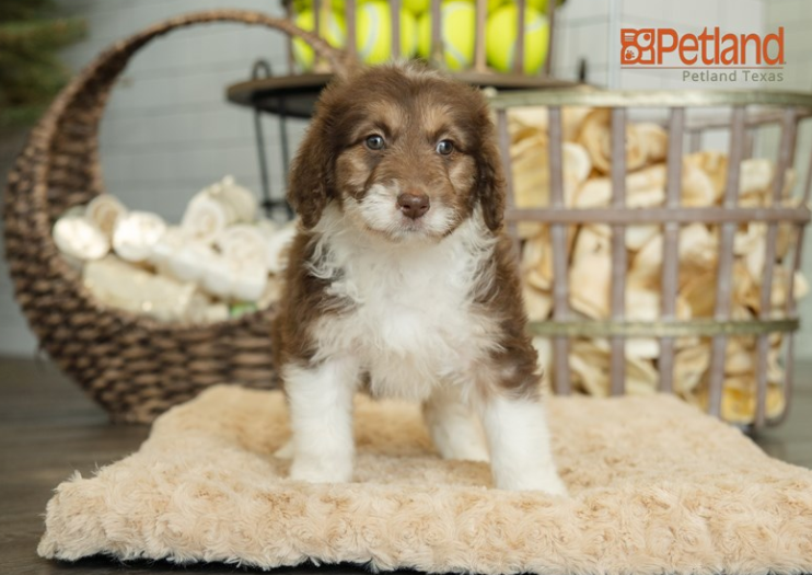 A Mini Aussiedoodle puppy standing on a rug with a baskets in the background.