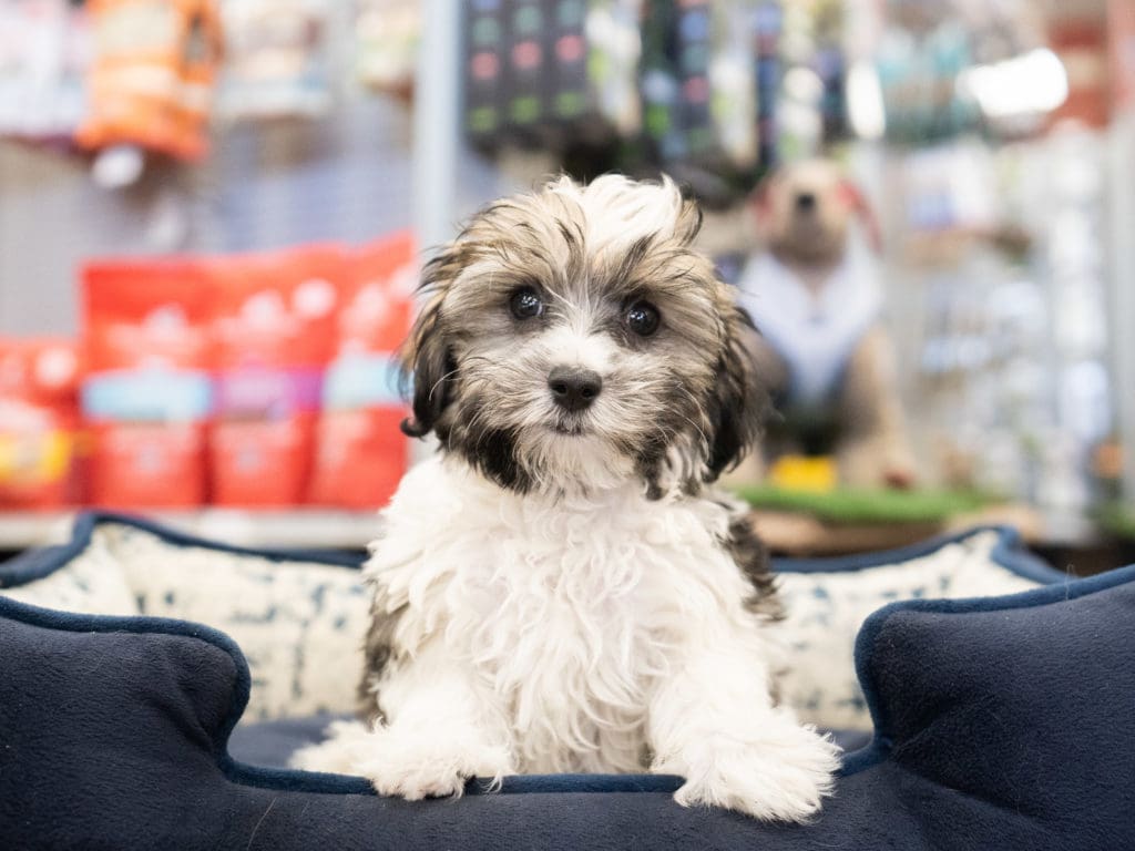 A cute Morkie Poo dog sitting on a dog bed inside a Petland Texas store.