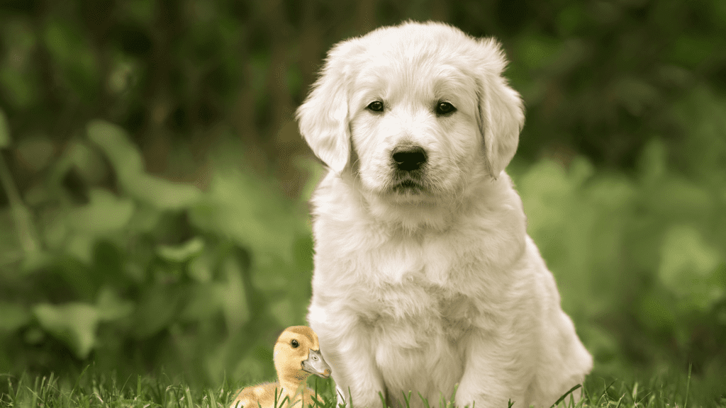 Golden Retriever for Sale