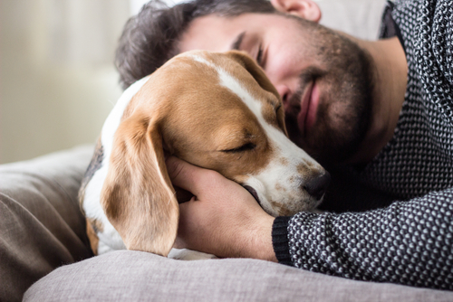A young man cuddling with their cute Beagle puppy.