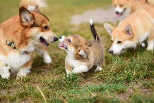 A cute Corgi puppy plays with adult Corgi dogs in a field. 
