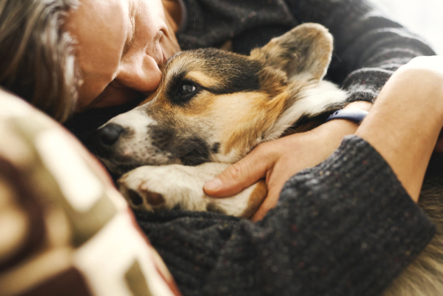 A cute Corgi puppy embraced by its owner on a couch. 