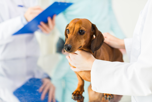 A cute tan Dachshund puppy examined by a licensed veterinarian. 