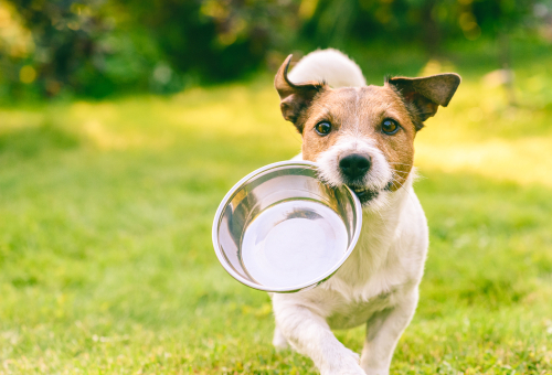An adorable Jack Russell Terrier puppy carrying a steel dog bowl in a grassy field. 