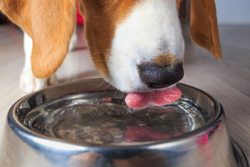 A Beagle puppy drinking water from a steel bowl.