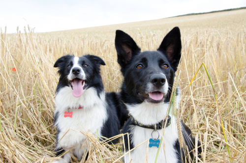 Two cute Border Collies sitting in a wheat field with collars and ID tags around their necks.