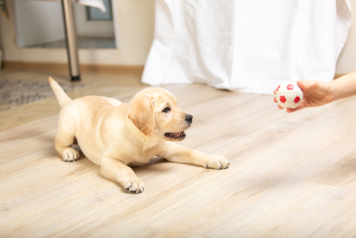 A playful Labrador Retriever puppy playing with a rubber ball on a wooden floor. 
