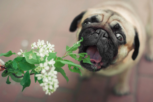 An adorable Pug puppy trying to eat a plant with flowers. 