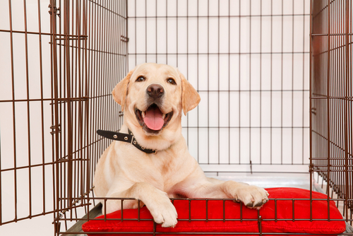 An adorable Labrador Retriever puppy sitting on a red blanket inside a wire crate.