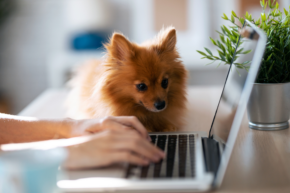A cute Pomeranian puppy sitting and looking at their owner type on their laptop next to them. 