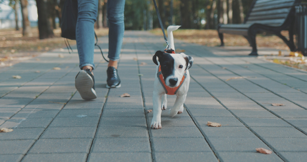 A person takes their cute puppy out for a walk in their neighborhood or city.