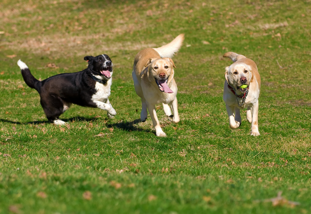 Three Labrador Retrievers play fetch at a dog park.