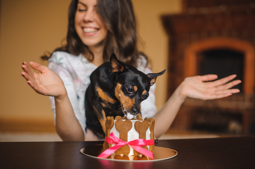 A cute Chihuahua eats their delicious birthday cake as their owner claps behind them.
