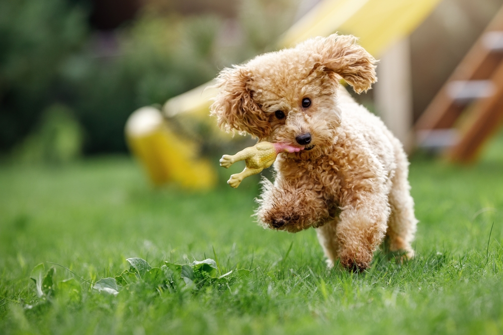 An adorable Poodle puppy fetching a rubber chicken toy.