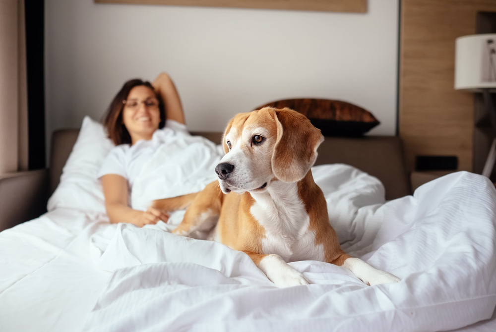 A woman and her cute Beagle puppy are laying in bed inside a dog-friendly hotel.