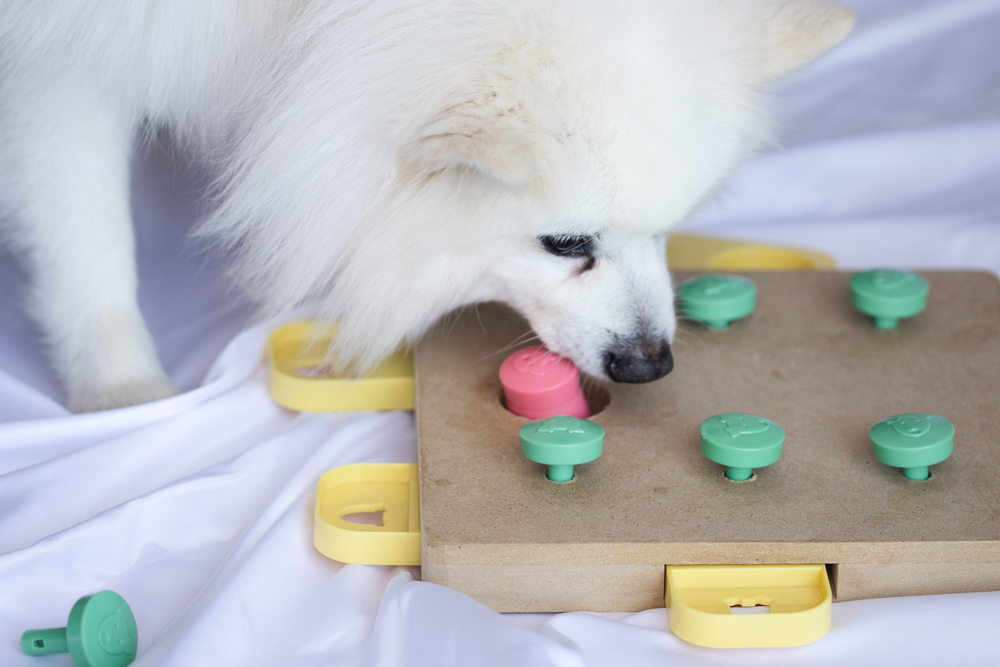 A cute puppy plays a dog puzzle game to test their intelligence. 