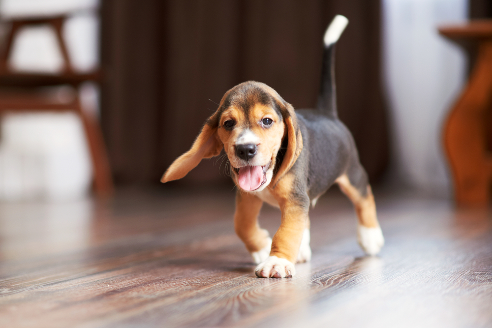 A cute Beagle puppy playing Scavenger Hunt at home.